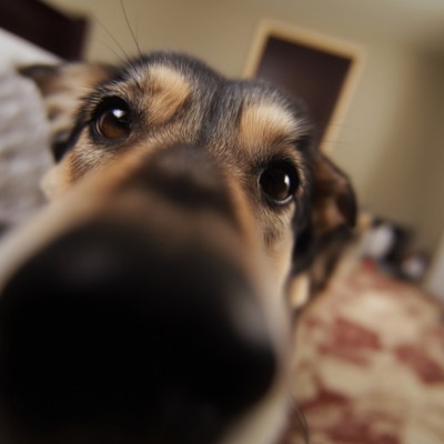 [펫타로] 나를 만나서 행복할까?